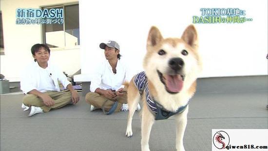台湾大白兔奶糖御姐苏畅2025 TAE成人展大尺度互动 台日韩女优贴身撩含情脉脉硬到爆