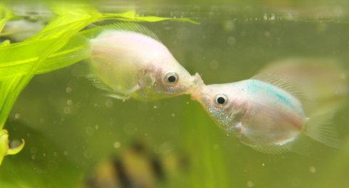 贴近交流级可爱型成人角色上围萌女生 saizneko最新合集 清纯脸装备前沿配上傲人上围脯 太犯规
