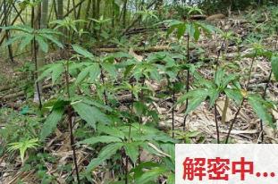 奇闻异事一张白纸hugmetight3新作流出 酒吧钓职业风小剧场大白兔有点会撩